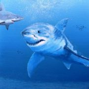Carcharadon Carcharias