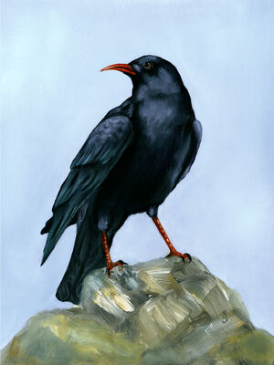 Chough Chough