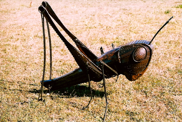 Grasshopper