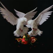 Doves 1