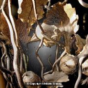 acorn-leaves