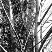 tree-1