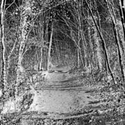 woodland-walk-1