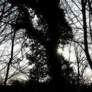 sun-through-trees-1