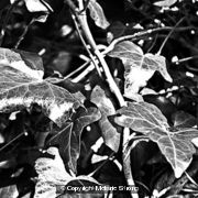 Ivy-1