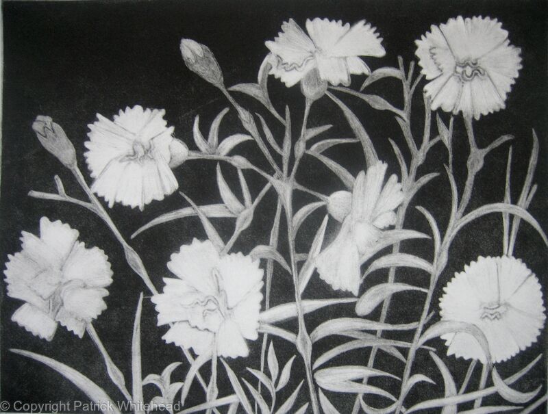 Carnations