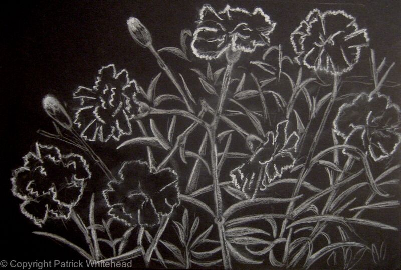 Carnations