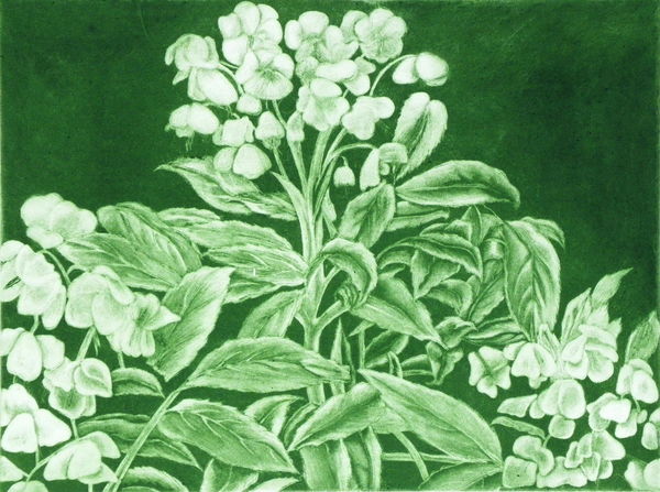 Hellebore