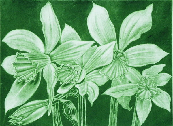 Narcissi
