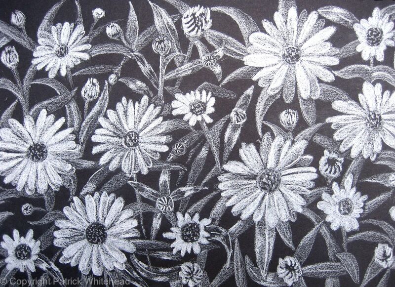 Leucanthemum