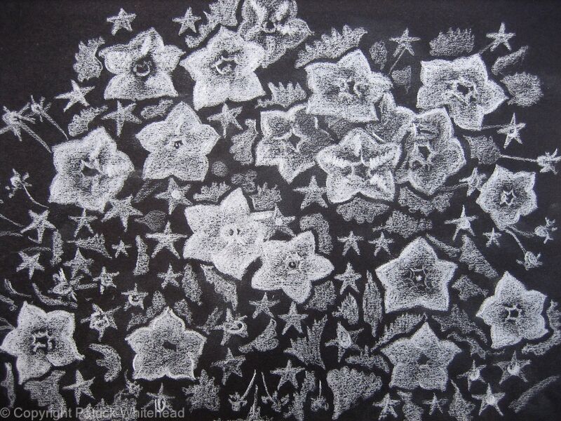 Campanula Alba