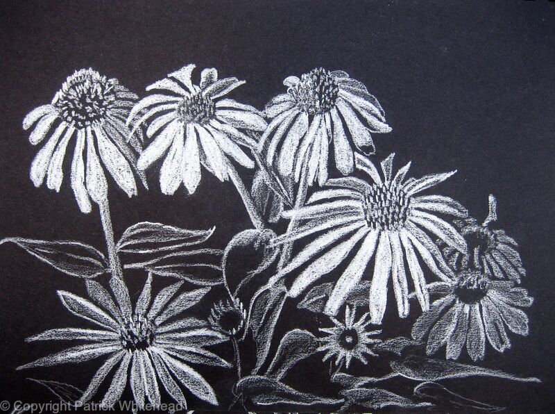 Echinacea Alba