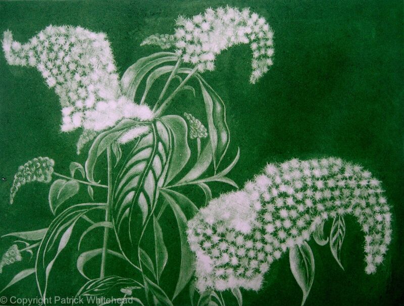 Buddleia Alba