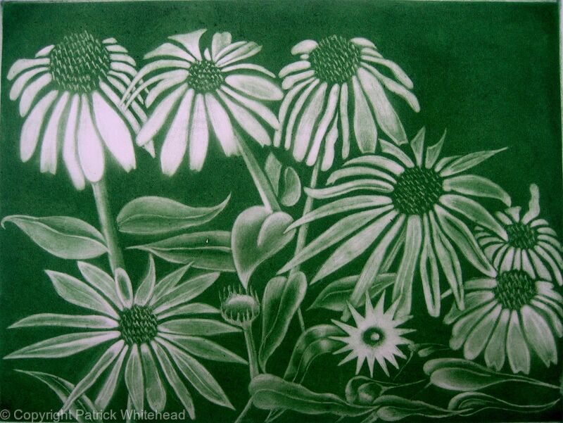 Echinacea Alba