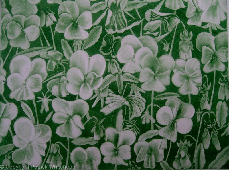 Viola Alba