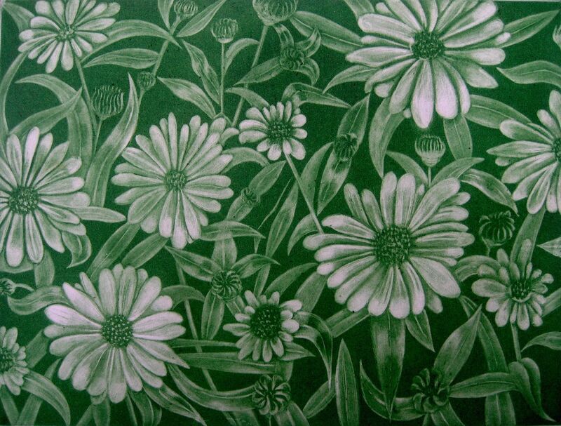 Leucanthemums