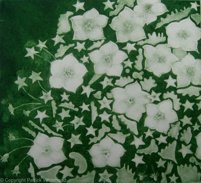 Campanula Alba