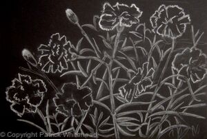 Carnations