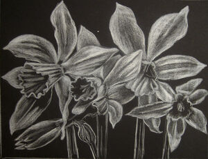 White Narcissi
