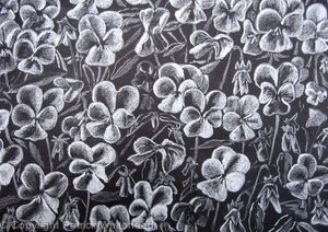 Viola Alba