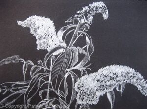 Buddleia Alba