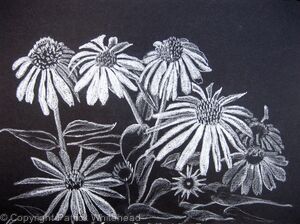 Echinacea Alba