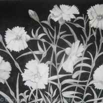 Carnations