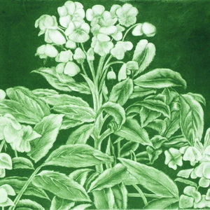 Hellebore