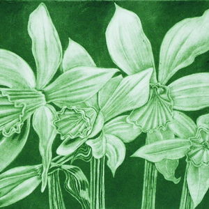 Narcissi