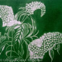Buddleia Alba