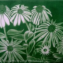 Echinacea Alba