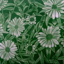 Leucanthemums