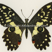 Citrus Swallowtail