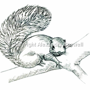 Tanganyika Mountain Squirrel