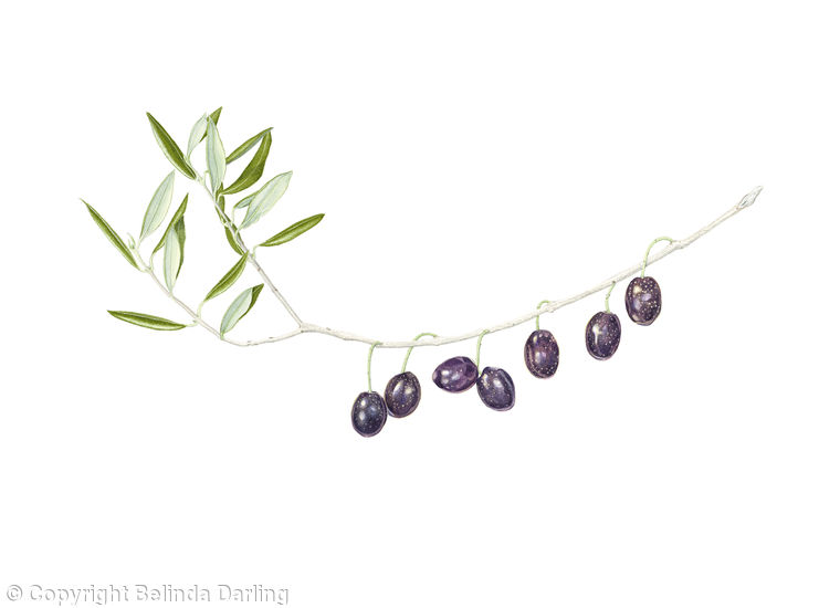 Olives