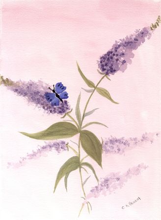 Butterfly and Buddleas