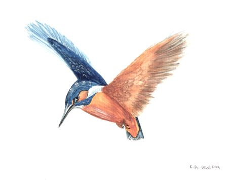 Kingfisher