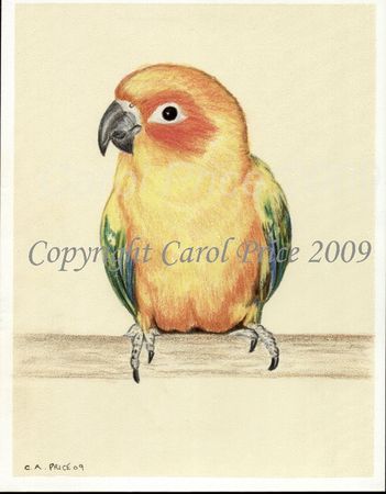 Sun Conure