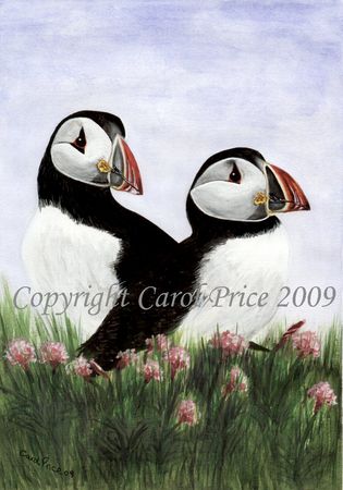 Puffins in Sea Thrift