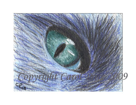 Cat Eye Closeup