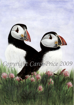 Puffins In Sea Thrift