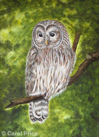 Ural Owl
