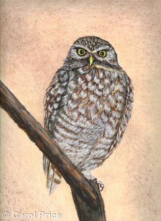 Burrowing Owl