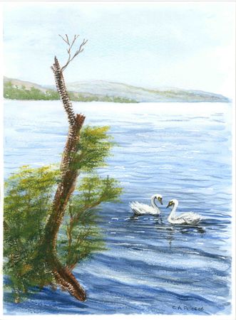 Swans on Loch Lomond