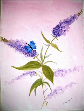 Butterfly and Buddleas
