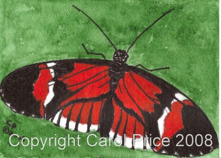 9 Postman Butterfly Heliconius Melpomene