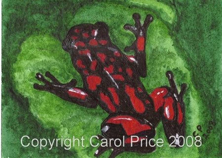 Poison Arrow Frog
