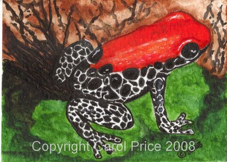 Red Backed Poison Dart Frog