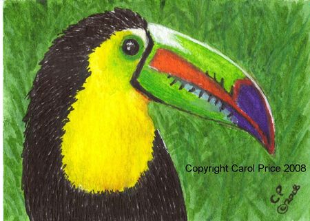 Toucan Billy