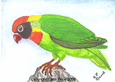Black Cheeked Lovebird